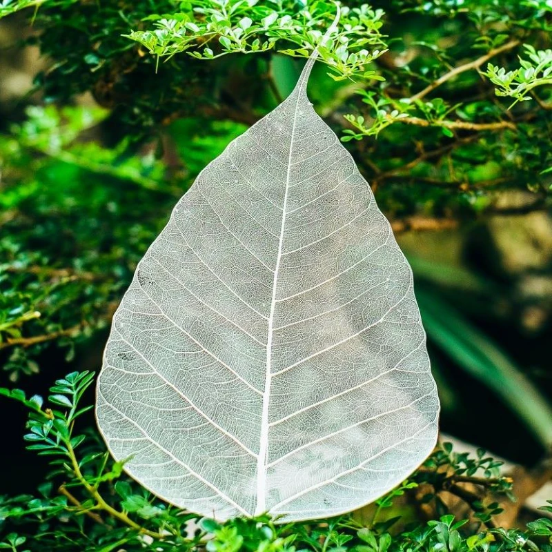 Máy Khắc Laser Lá Cây: Khắc lá cây không cháy, sắc nét